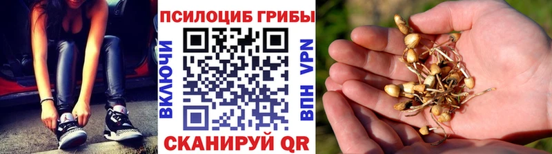 нарко площадка клад  Вытегра  Псилоцибиновые грибы Magic Shrooms  блэк спрут как войти 